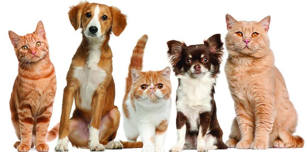 Доска объявлений о животных | ЗооТом - продажа, вязка и услуги для животных в Боре