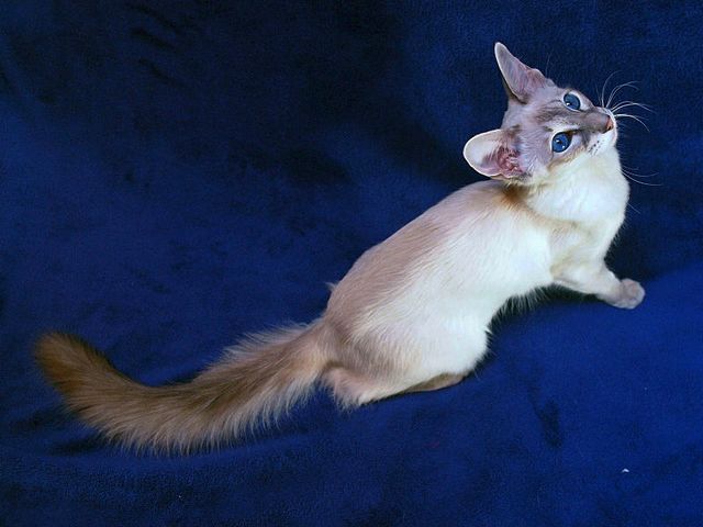 Выведенные породы кошек в Боре | ЗооТом портал о животных