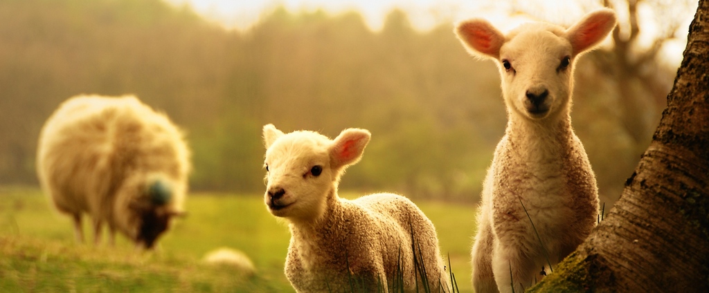 Объявления о сельскохозяйственных животных | ЗооТом - продажа, вязка и услуги для животных в Боре