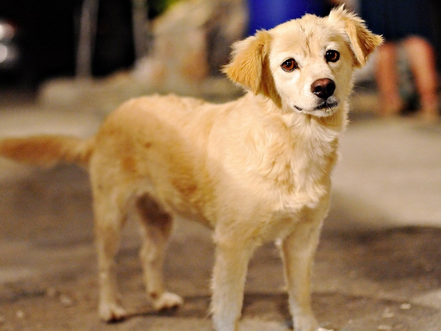 Породы собак в Боре | ЗооТом портал о животных