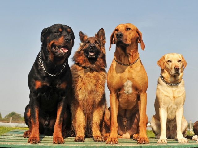 Крупные породы собак в Боре | ЗооТом портал о животных